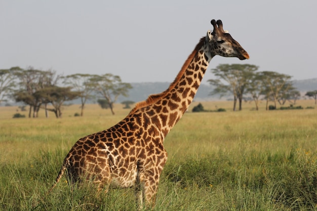 Foto lateral de uma girafa no Parque Nacional Serengeti, na Tanzânia