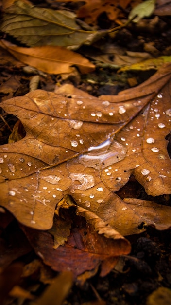 Foto macro de folha amarelada com gotas de chuva