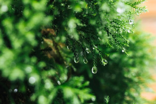Foto macro de galho de pinheiro com gotas de água