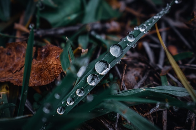 Foto macro de grama verde com gotas de água