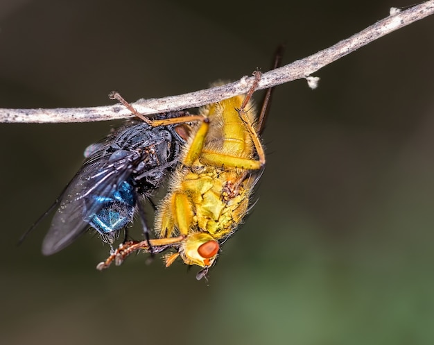 Foto macro de moscas em um galho