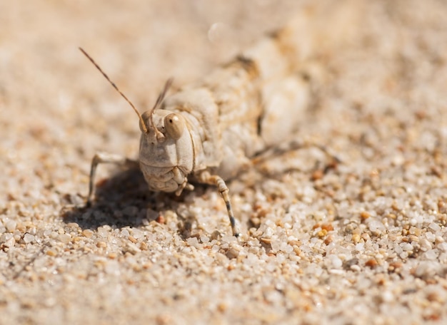 Foto macro de um gafanhoto na areia