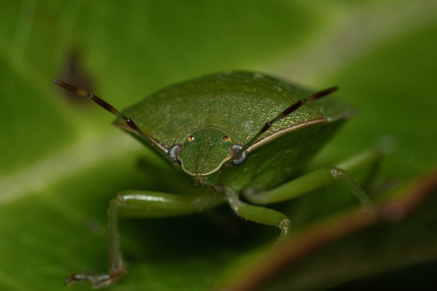 Foto macro de um inseto escudo verde em uma folha