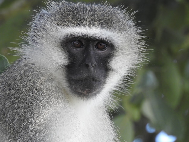 Foto grátis foto macro de um macaco africano fofo