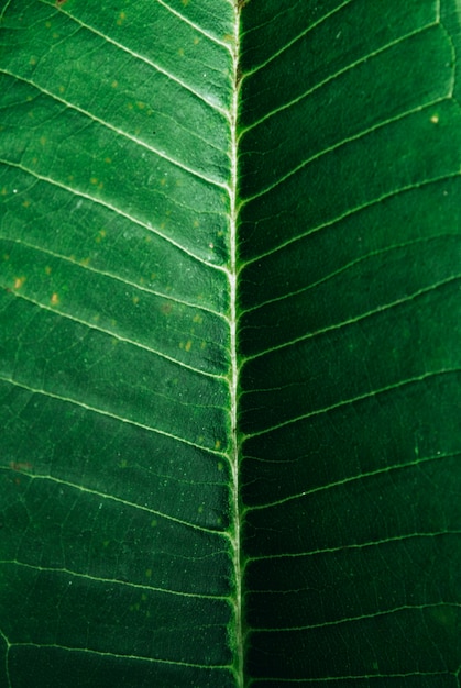 Foto macro de um padrão de veias de folha