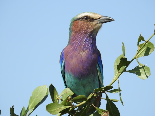 Foto grátis foto macro de um rolo colorido de peito lilás sentado em um galho verde durante o dia