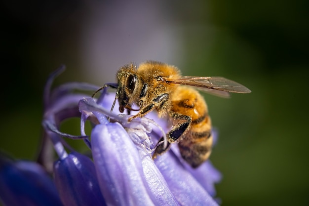 Foto macro de uma abelha em uma flor roxa