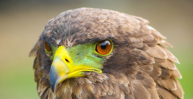 Foto macro de uma águia majestosa com um bico amarelo e verde