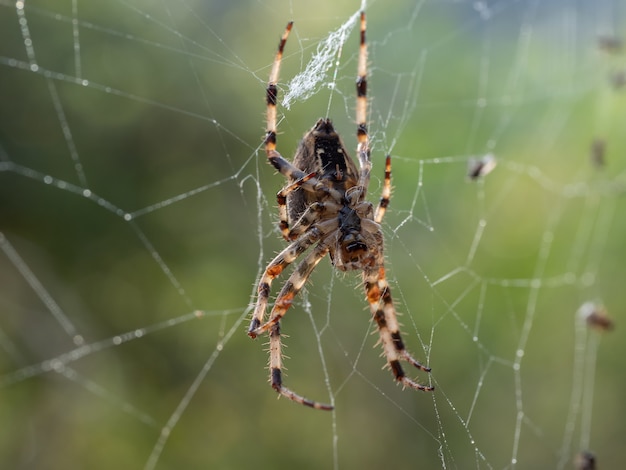 Foto macro de uma aranha em uma teia