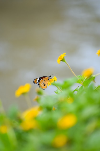 Foto macro de uma borboleta monarca em uma flor amarela em um jardim