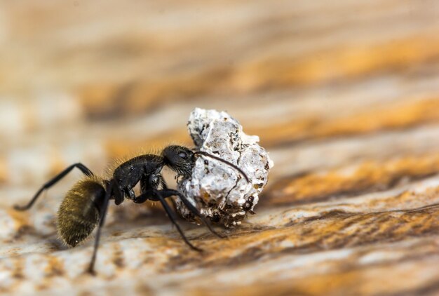 Foto macro de uma formiga carregando uma pedra