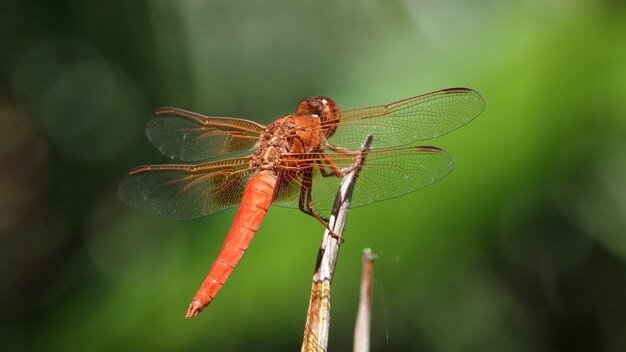 Foto macro de uma libélula do skimmer de chamas em um galho