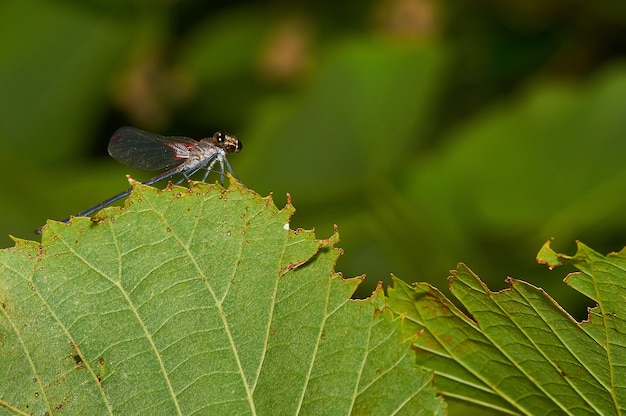 Foto macro de uma libélula em uma planta verde