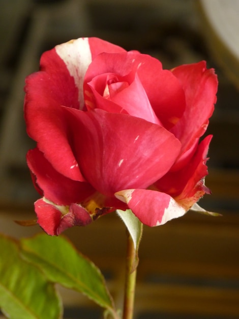 Foto macro de uma linda rosa vermelha em plena floração