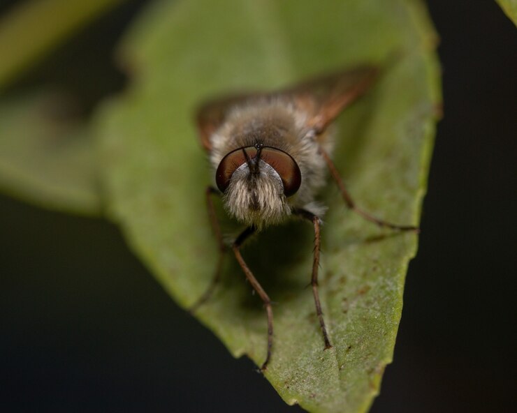 Foto grátis foto macro de uma mariposa em uma folha sob as luzes com um fundo desfocado