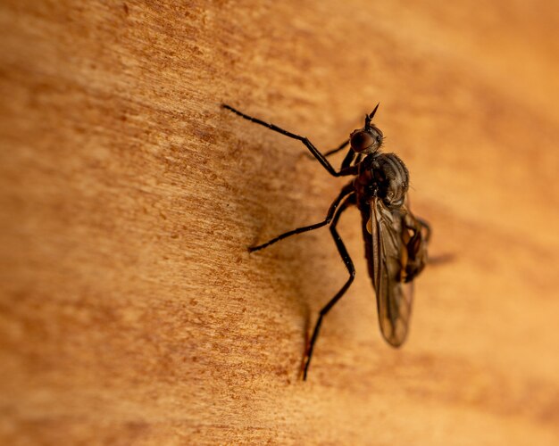 Foto macro de uma mosca estável em uma superfície de madeira