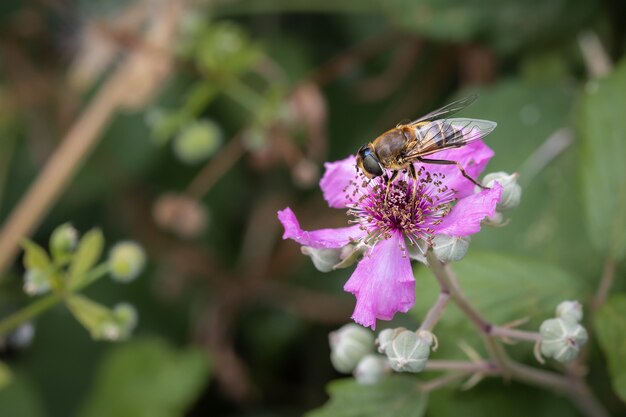 Foto macro de uma mosca flutuante em uma flor rosa
