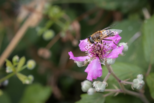 Foto macro de uma mosca flutuante em uma flor rosa