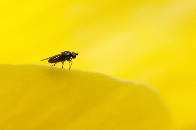 Foto macro de uma mosca sentada em uma superfície amarela