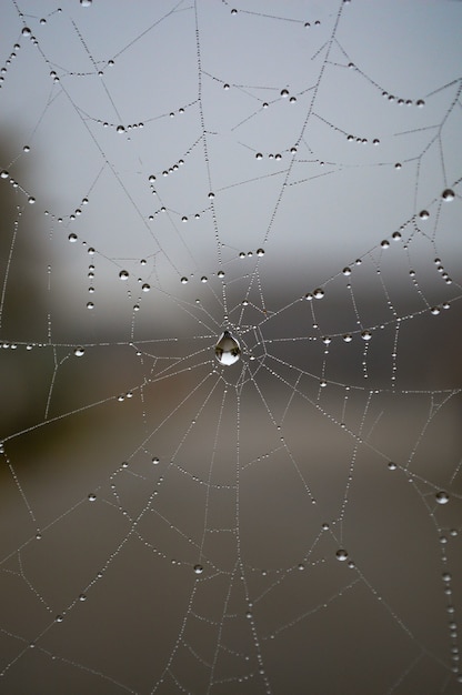 Foto macro de uma teia de aranha com gotas de água depois da chuva