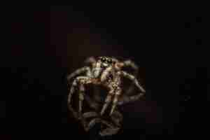 Foto grátis foto macro hipnotizante da aranha isolada no preto