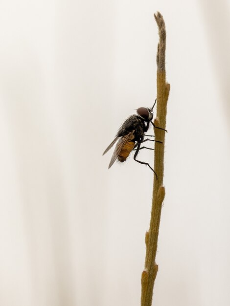 Foto macro vertical de uma mosca em um galho fino