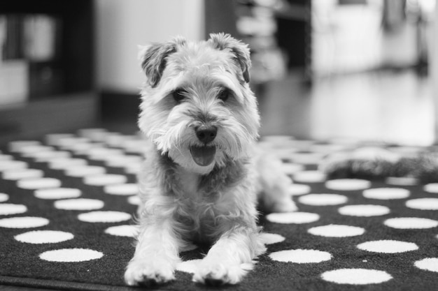 Foto preto e branco de um terrier sentado no chão