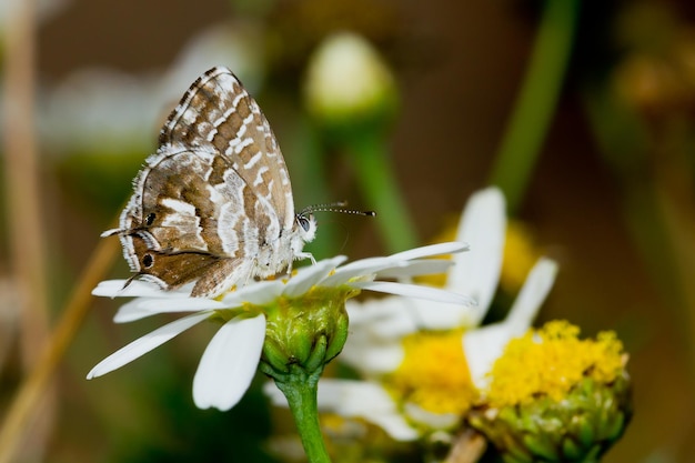 Foto seletiva de borboleta de gerânio com asas abertas em camomila