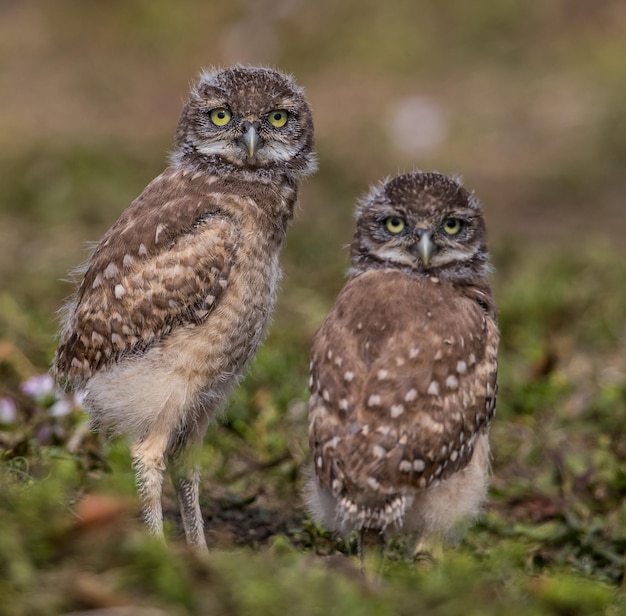 Foto grátis foto seletiva de filhotes de coruja na grama