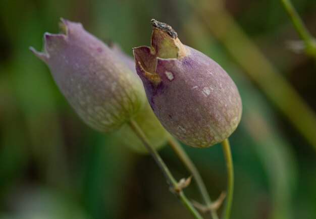 Foto seletiva de flores de campão da bexiga contra um fundo verde embaçado