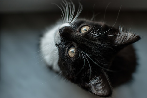 Foto seletiva de um gato adorável com pelo preto e bigodes brancos