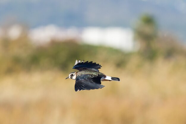 Foto seletiva de um pássaro do norte ou Vanellus vanellus voando durante o dia
