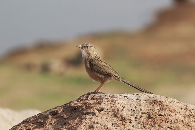 Foto seletiva de um pássaro Puno Canastero na rocha
