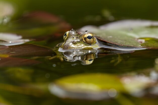 Foto seletiva de um sapo em um lago sob uma folha flutuante