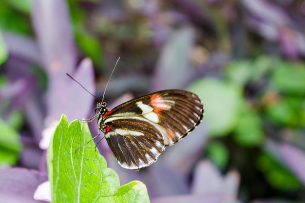 Foto seletiva de uma borboleta carteiro em uma folha ao ar livre