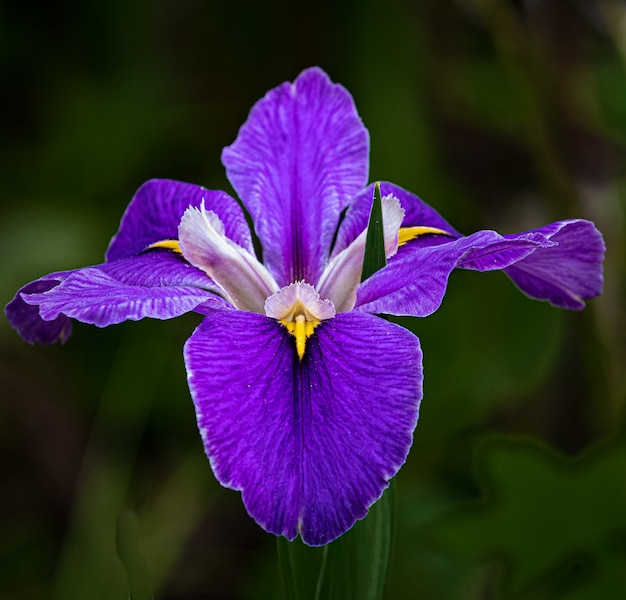 Foto seletiva de uma flor roxa Orris sob a luz