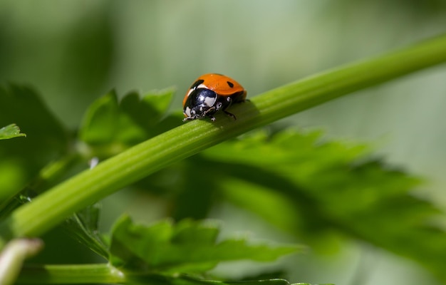 Foto seletiva de uma joaninha sentada no caule de uma planta no jardim