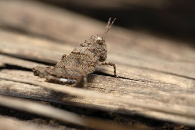 Foto seletiva de uma ninfa de gafanhoto pigmeu Paratettix cucullatus