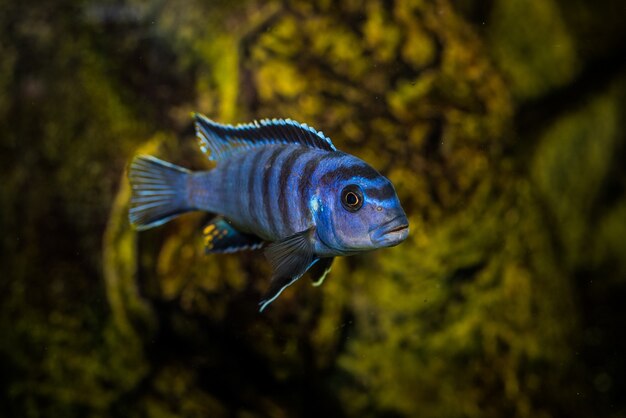 Foto seletiva do aquário azul com padrões pretos de peixes Cichlidae