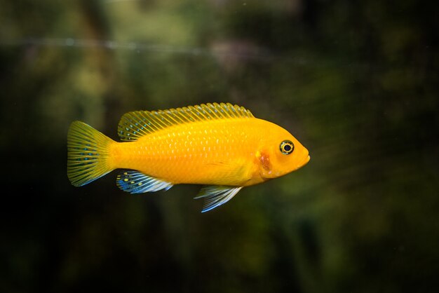 Foto seletiva do peixe Cichlidae amarelo do aquário