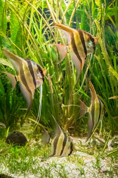 Foto subaquática de peixe anjo Altum e algas