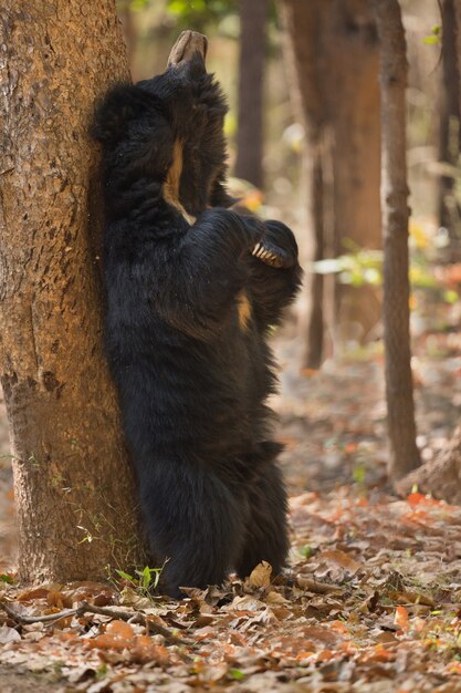 Foto única de ursos-preguiça na Índia