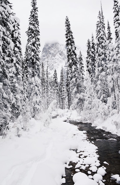 Foto vertical da floresta de pinheiros coberta de neve no inverno