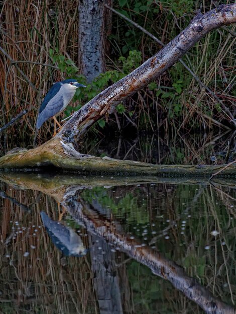 Foto vertical da garça-real de coroa negra chamada Nycticorax na madeira