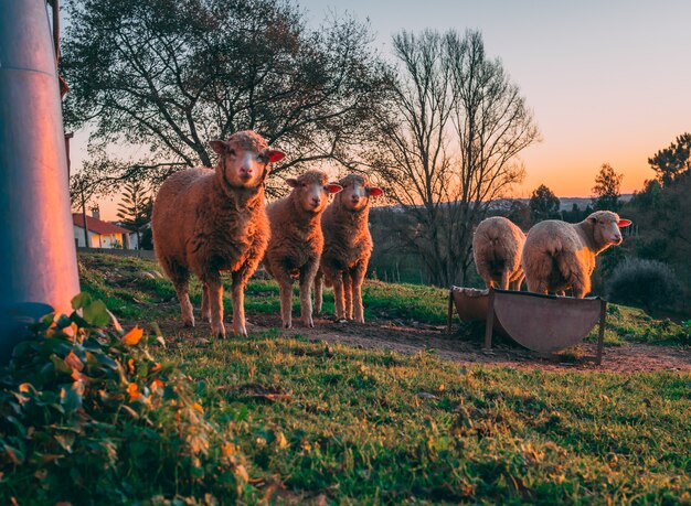 Foto vertical da ovelha pastando em campos verdes durante o pôr do sol com as árvores ao fundo