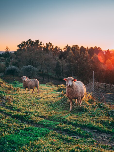 Foto vertical da ovelha pastando nos campos verdes durante o pôr do sol com árvores ao fundo