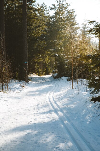 Foto vertical das árvores altas no solo coberto de neve capturada sob a luz do sol