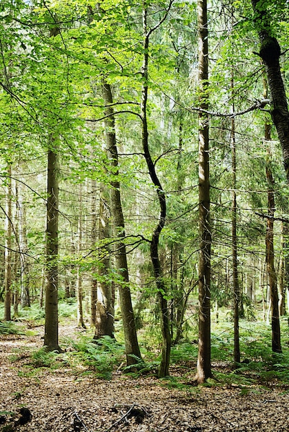 Foto vertical das árvores altas que crescem na floresta durante o dia