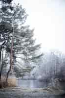 Foto grátis foto vertical das árvores perto do lago em um dia de nevoeiro no inverno