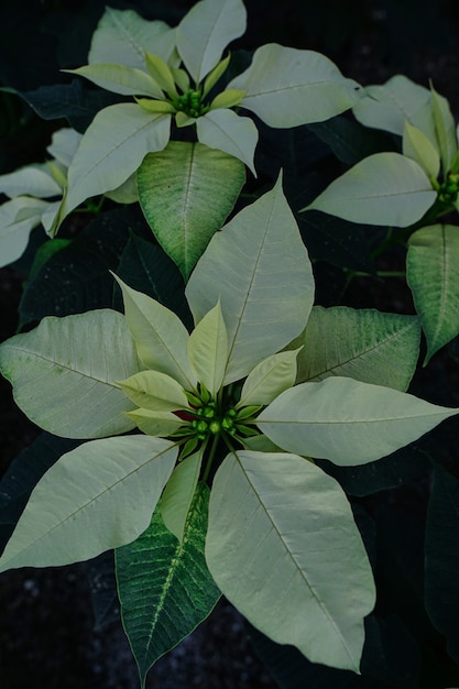 Foto vertical de alto ângulo das flores poinsettia em um jardim